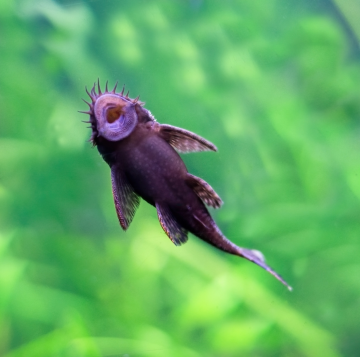 Sucker Fish Pleco