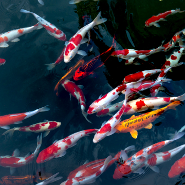 Koi Carp