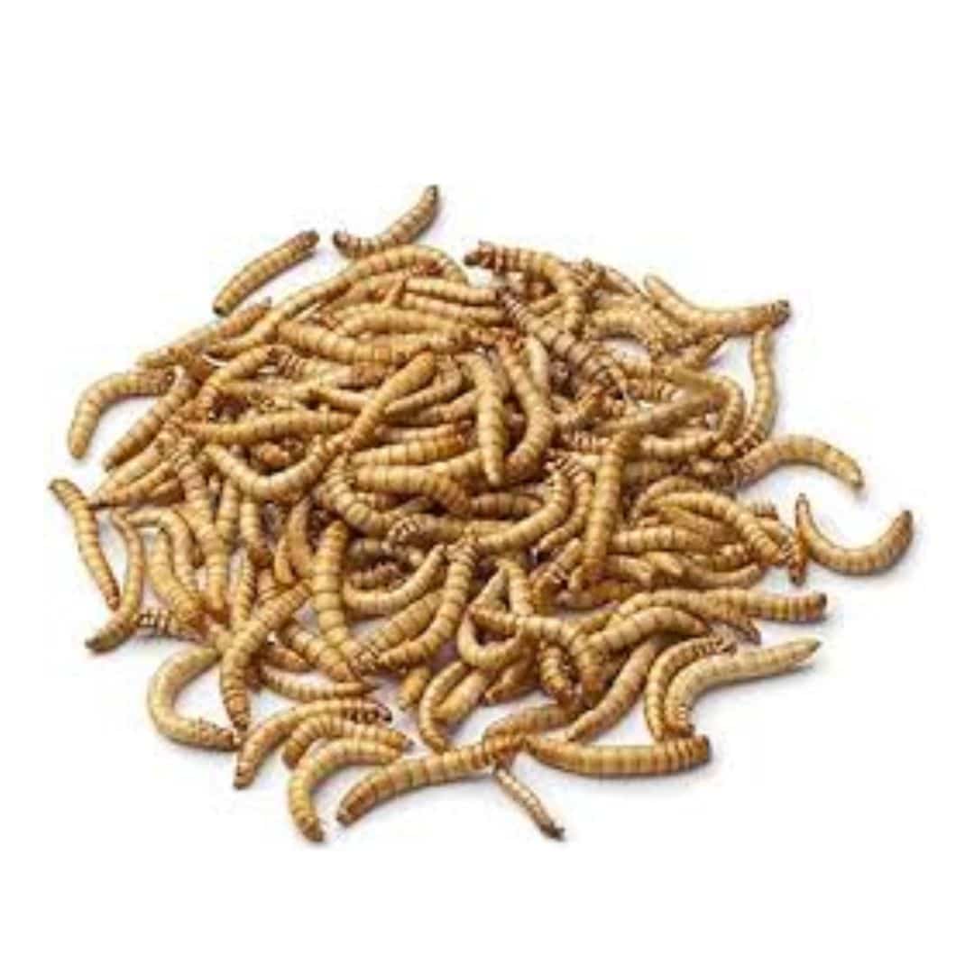 Live Mealworms 150G