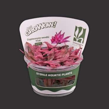 Cryptocoryne Wendtii Pink
