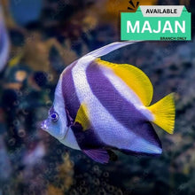 Banner Fish