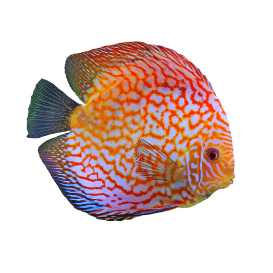 Discus Red Panda
