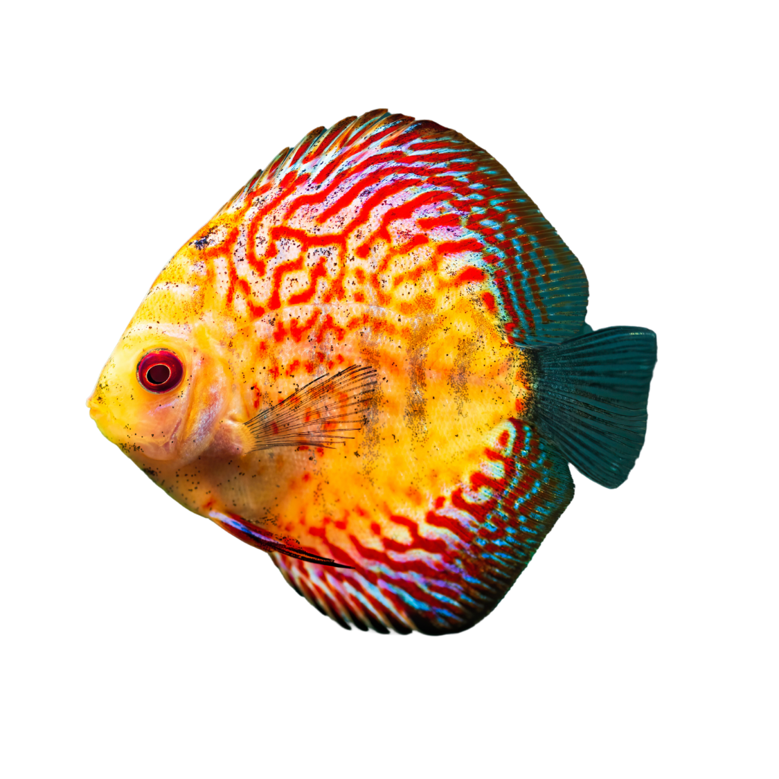 Discus Red Panda