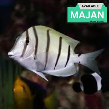 Convict Tang For Modern Homes