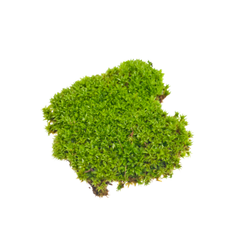 Moss