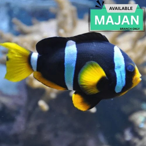 Allard 8217 S Clownfish