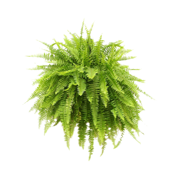 Java Fern