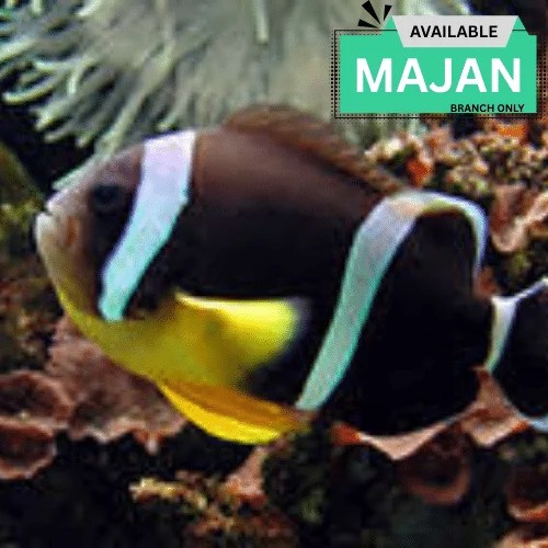 Yellow Bellied Clownfish