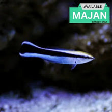 Bluestreak Cleaner Wrasse