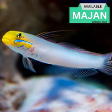 Golden Headed Sleeper Goby