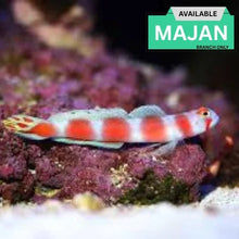Pinkbar Goby