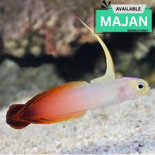 Firefish