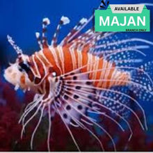 Lionfish