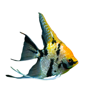 Apex - Koi Classic