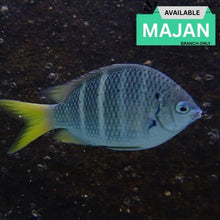 Stripe Damsel