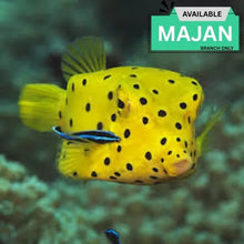 Yellow Rare Boxfish Species Exotic