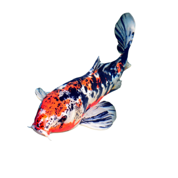Koi Carp