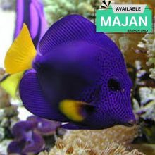 Purple Tang