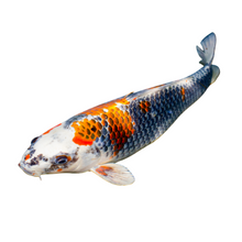 Koi Carp