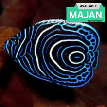 Emperor Angelfish Juvenile