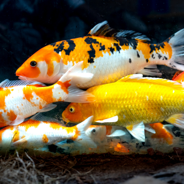 Koi Carp