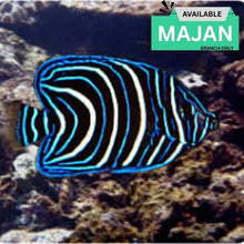 Koran Angelfish