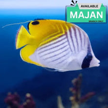 Threadfin Butterflyfish For Modern Homes