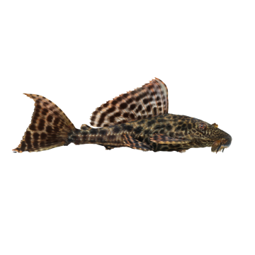 Sucker Fish Pleco