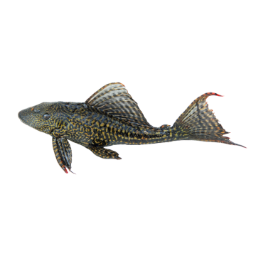 Sucker Fish Pleco