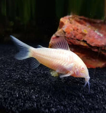 Albino Corydora