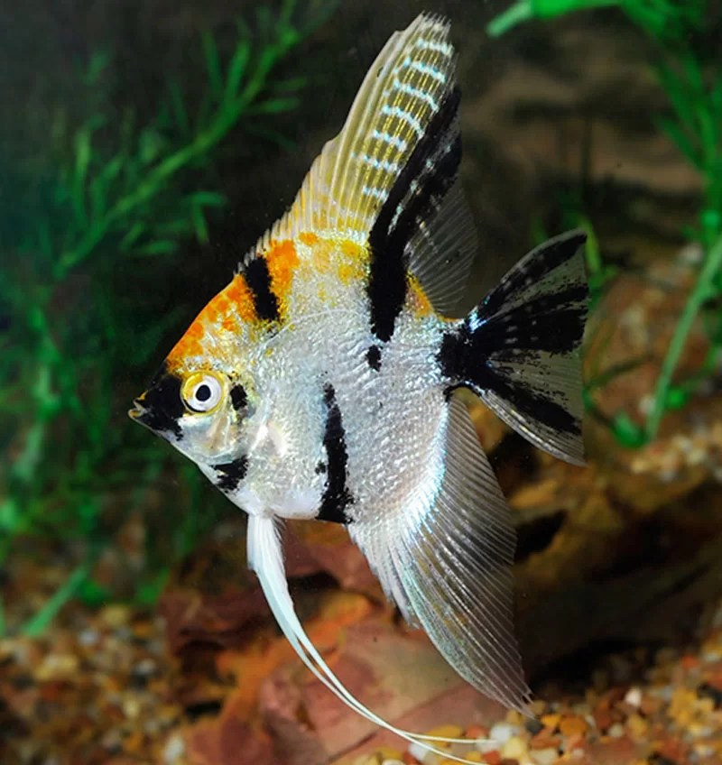Tri Colour Koi Angel Fish