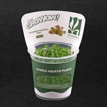 Limnophila Aromatica Mini For Modern Homes