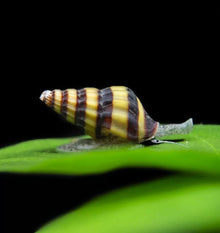 Assassin Snail