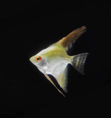 Bsp Angel Fish