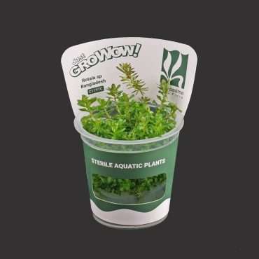 Rotala Sp Bangladesh