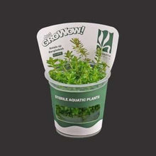 Rotala Sp Bangladesh