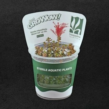 Rotala Rotundifolia 8216 Blood Red 8217