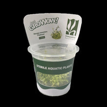 Bacopa Monnieri Platinum
