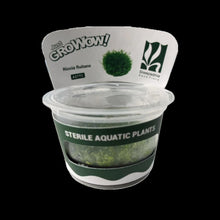Riccia Fluitans For Modern Homes