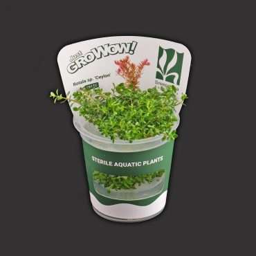 Rotala Sp. Ceylon