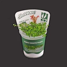 Rotala Sp. Ceylon