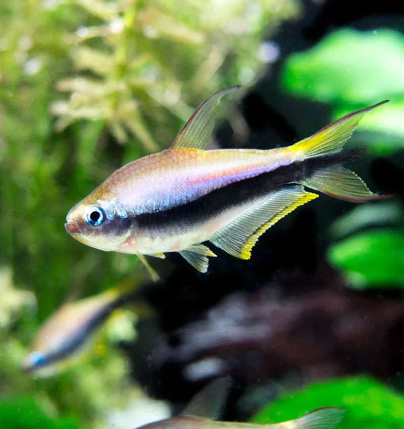 Emperor Tetra For Modern Homes