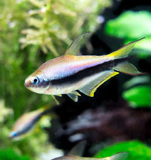 Emperor Tetra For Modern Homes