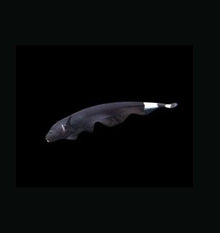 Black Ghost Knife Fish