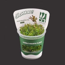 Rotala Rotundifolia Hra