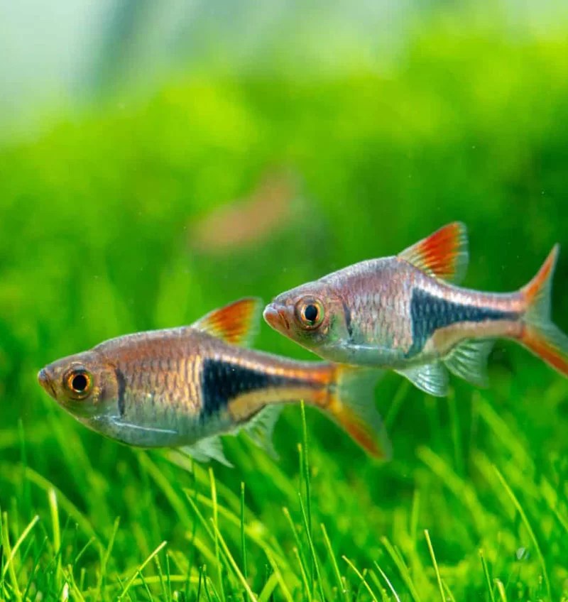 Harlequin Rasbora