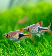 Harlequin Rasbora