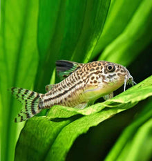 Julii Corydoras