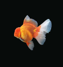 Oranda Lion Head Gold Fish For Modern Homes