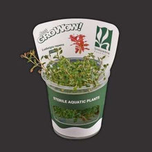 Ludwigia Repens